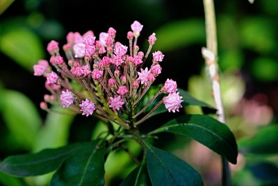 Kalmia latifolia - mamota širokolistá - květenství